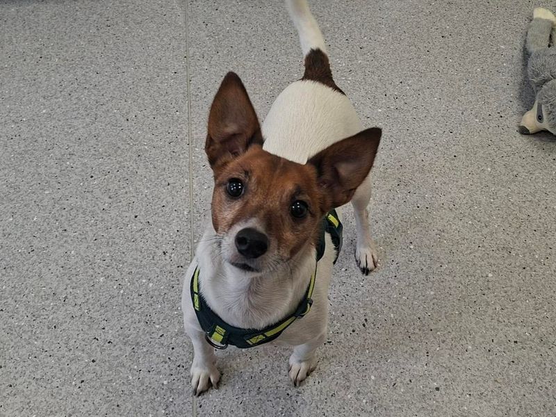 Charlie | Terrier (Jack Russell) | Ballymena (Northern Ireland) - 1