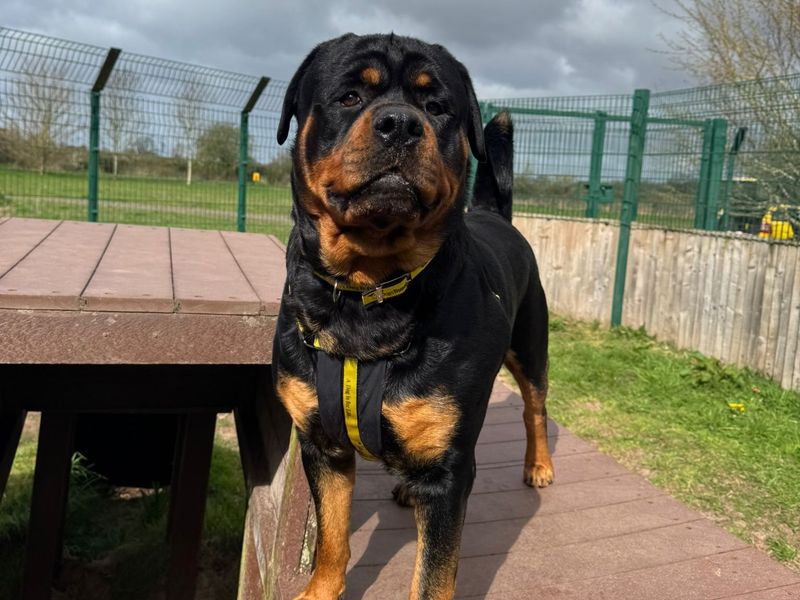 Tyson - Image 4 of 4