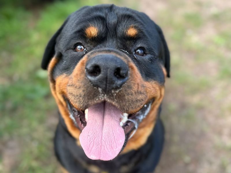 Tyson - Image 2 of 4