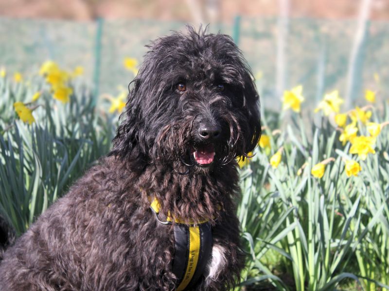 Wade | Lurcher Cross | Merseyside (Liverpool) - 1