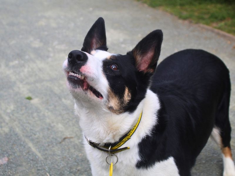 Jill | Collie (Smooth) | Manchester - 1