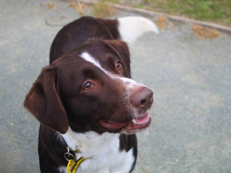 Jack - Image 4 of 4