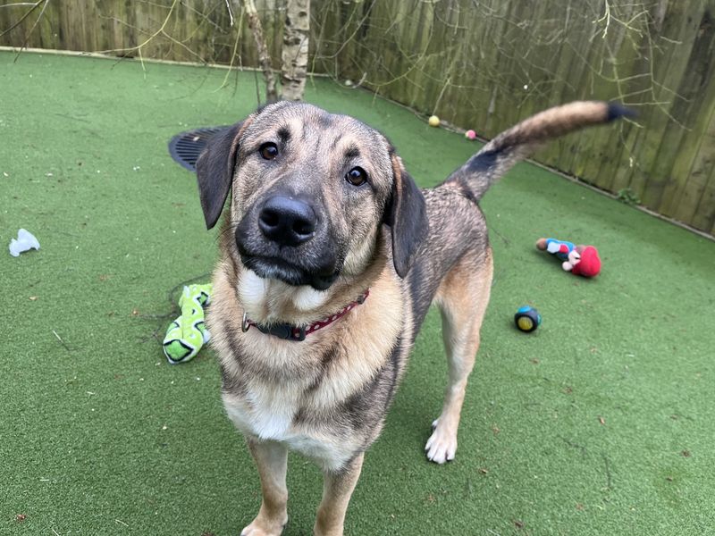 Leo | Central Asia Shepherd Dog Cross | Ilfracombe - 1