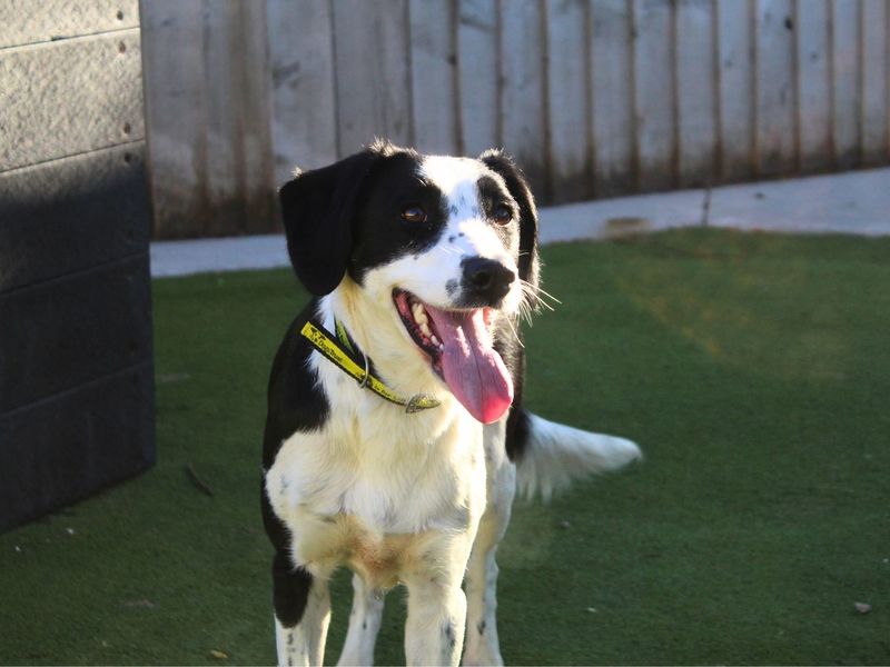 Springer Spaniel Dogs And Puppies For Adoption