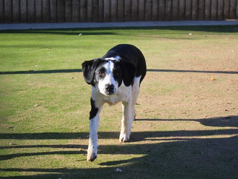 Millie - Image 2 of 5