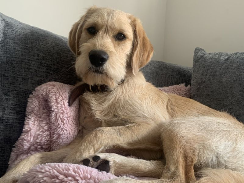 Bam | Retriever (Labrador) Cross | Ilfracombe - 1