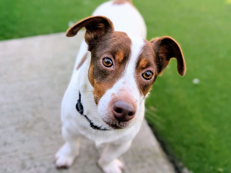 Buddy - Image 4 of 6