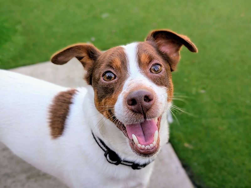 Buddy - Image 6 of 6