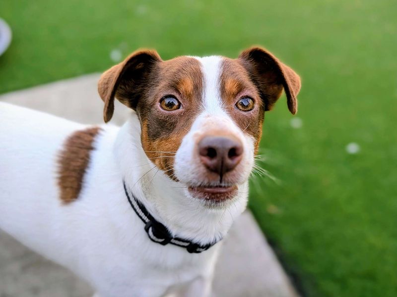 Buddy - Image 5 of 6