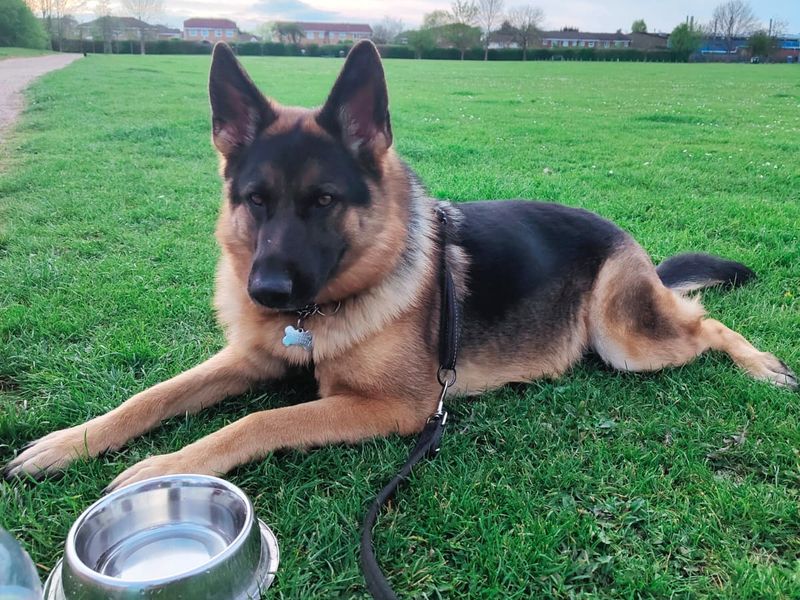 German Shepherd Dogs And Puppies For Adoption