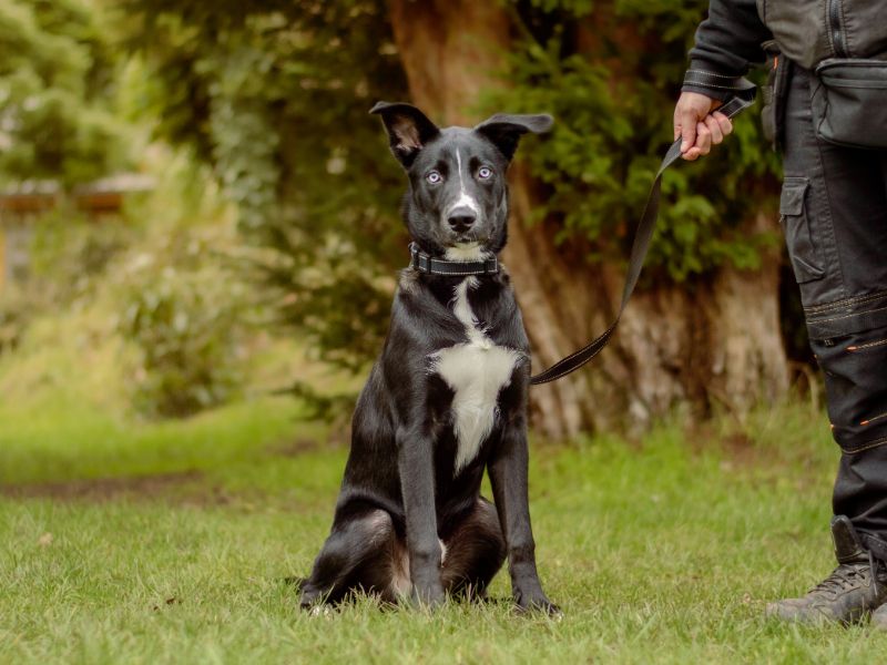 Diesel | Retriever (Labrador) Cross | Kenilworth (West Midlands) - 1