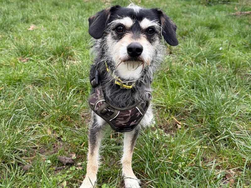 Scout - Image 2 of 2