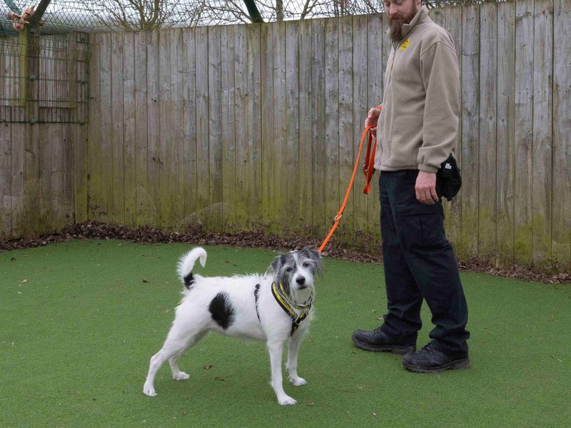 Crystal | Terrier (Jack Russell) Cross | Loughborough - 1
