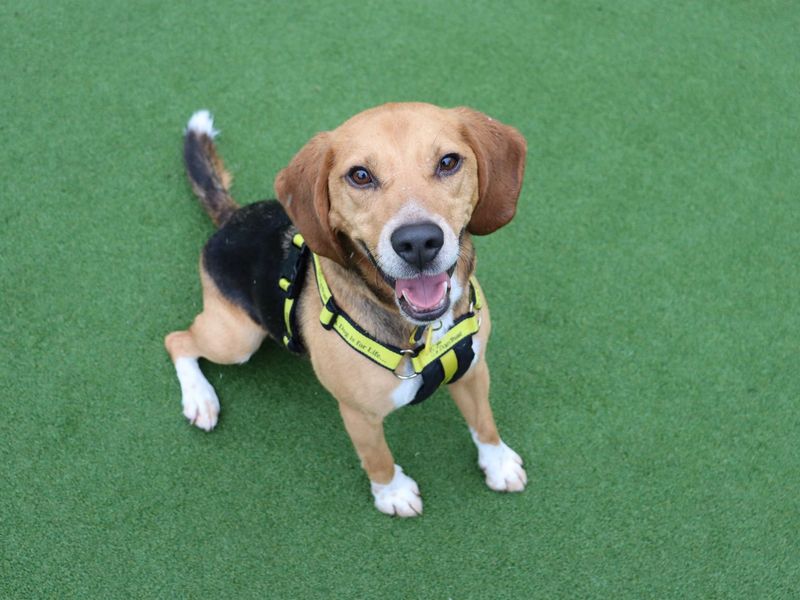 Beagle for adoption in Glasgow – 4 years old - Image 2 of 3
