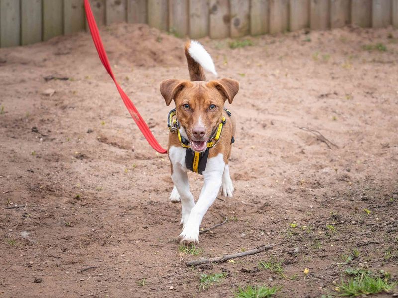 Skips - Image 2 of 2