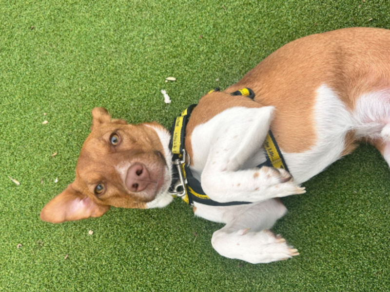 Skips | Terrier (Jack Russell) Cross | Loughborough - 1