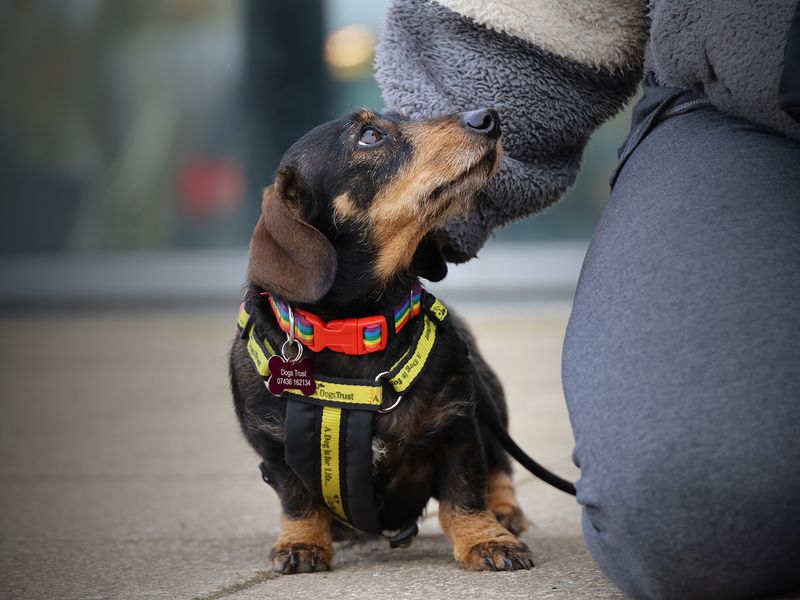 Angel - Image 2 of 3