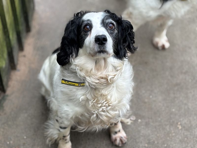 Springer Spaniel Dogs And Puppies For Adoption
