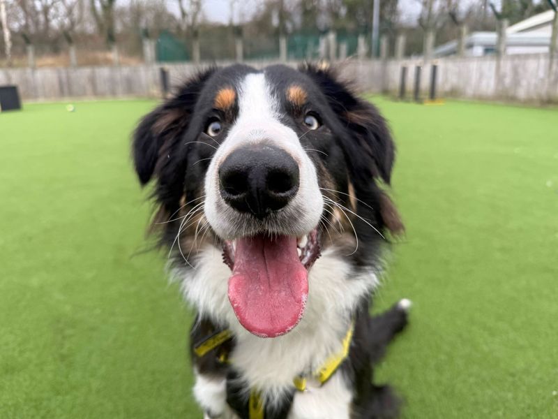 Harris - Image 5 of 5