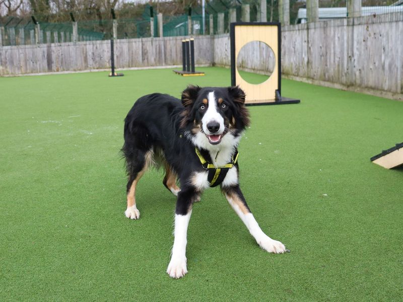 Harris - Image 2 of 5