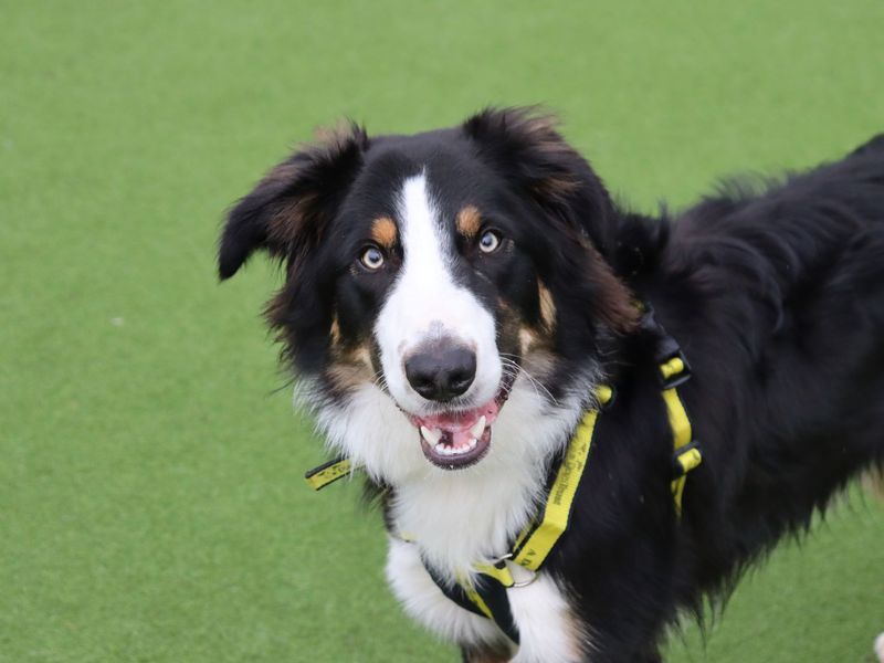Border Collie for adoption in Glasgow, Scotland – 9 months old