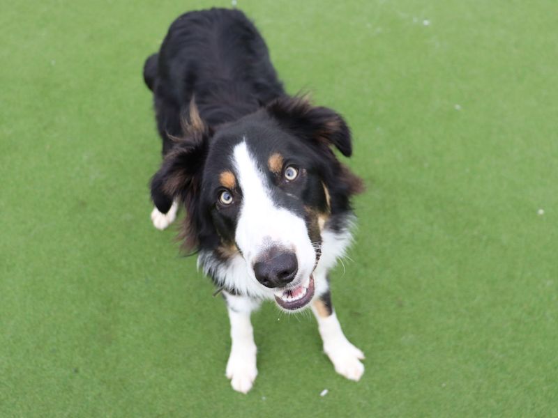 Harris - Image 3 of 5