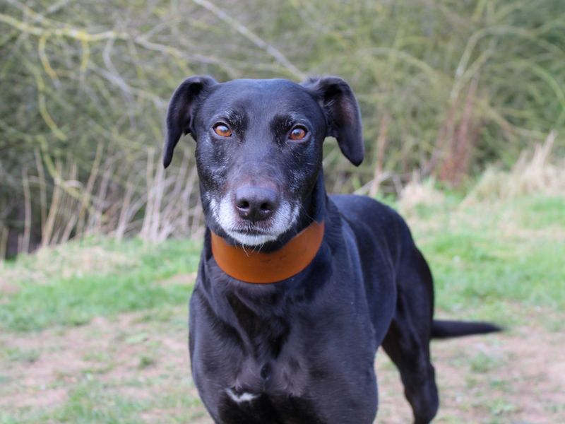 Greyhound Dogs And Puppies For Adoption