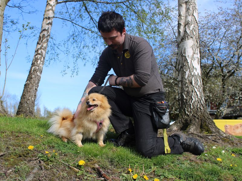 Pomeranian Dogs And Puppies For Adoption