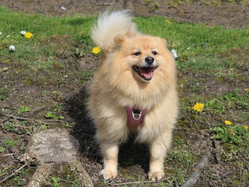 Roxy | Pomeranian Cross | Merseyside (Liverpool) - 1