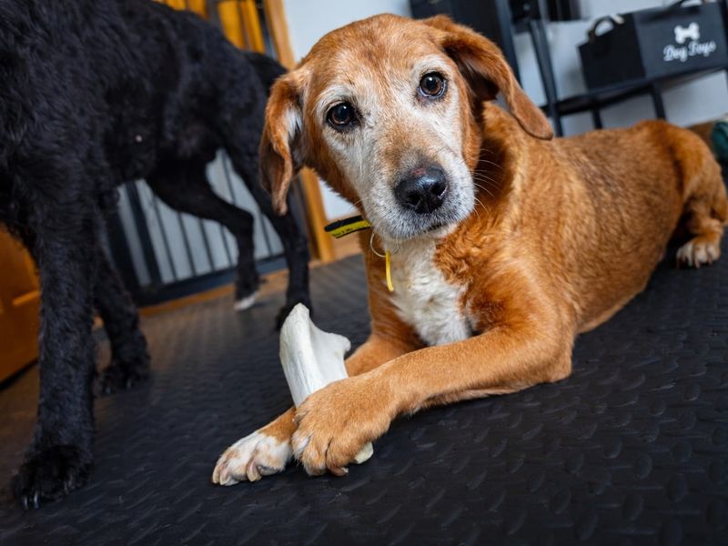 Beagle Dogs And Puppies For Adoption