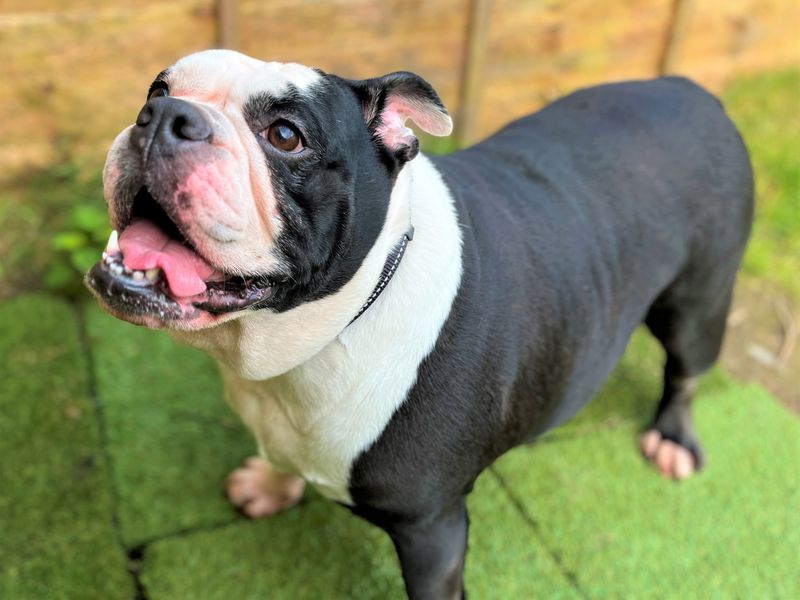 undefined | Bulldog | undefined - 2