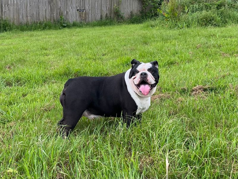 undefined | Bulldog | undefined - 4