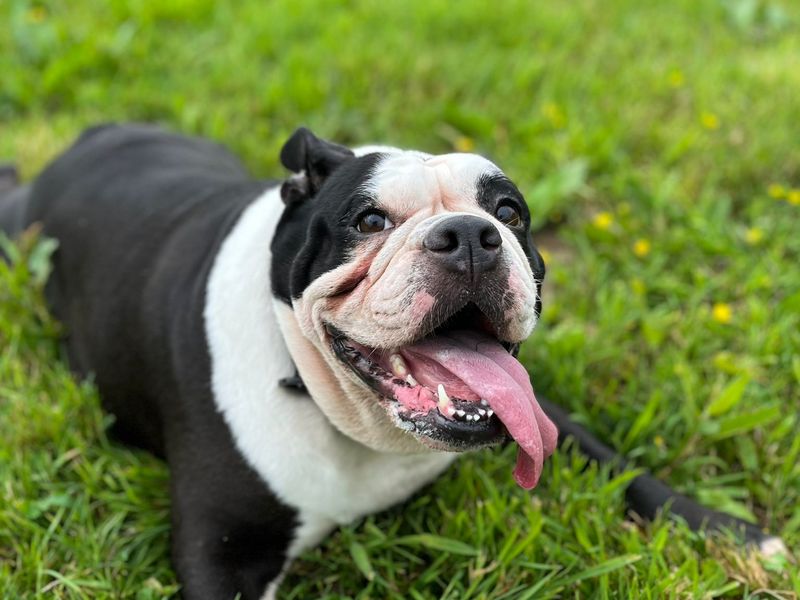 undefined | Bulldog | undefined - 5