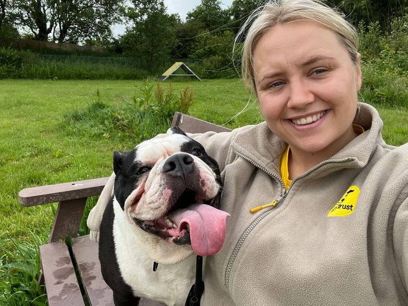 undefined | Bulldog | undefined - 3