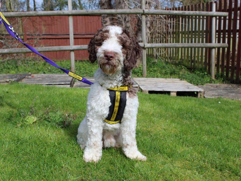 Pringle - Image 4 of 4