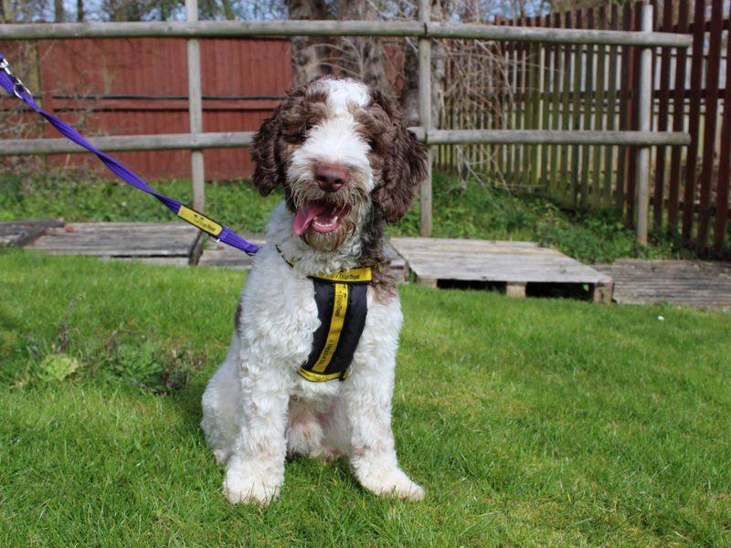 Pringle - Image 3 of 4