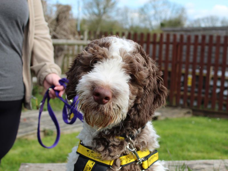 Poodle Dogs And Puppies For Adoption