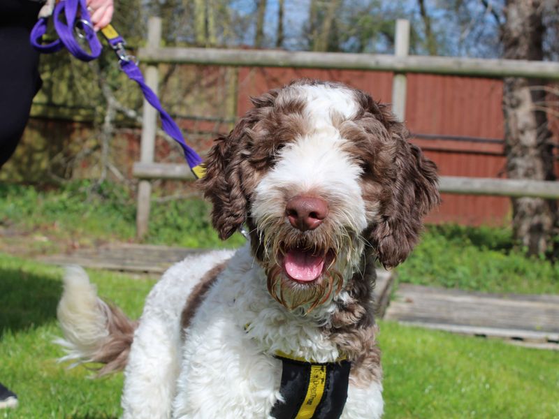 Pringle - Image 2 of 4