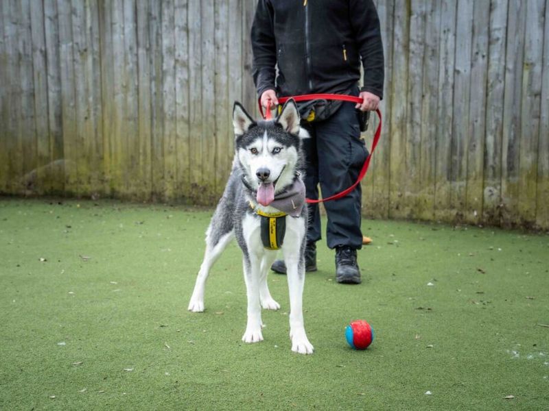 Lunar, a 4 years old female Siberian Husky available for adoption from Dogs Trust in Loughborough, Leicestershire