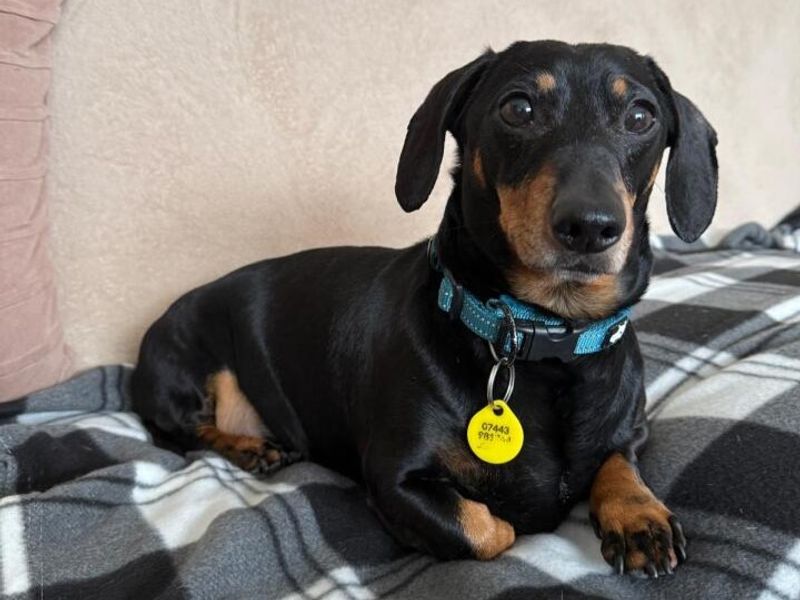 Reuben | Dachshund (Miniature Smooth Haired) | Harefield West London - 1