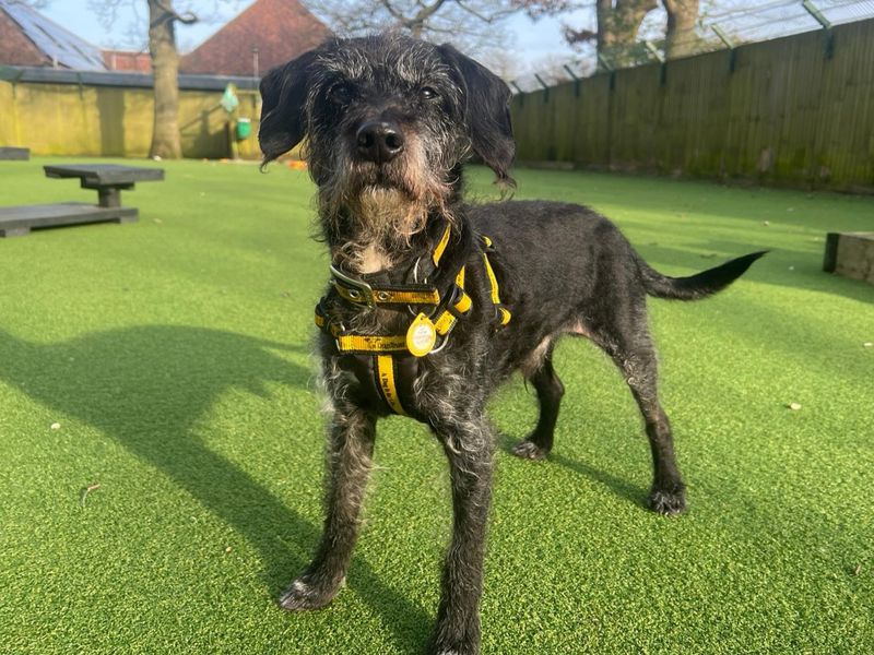 Charlie | Crossbreed | Canterbury - 1