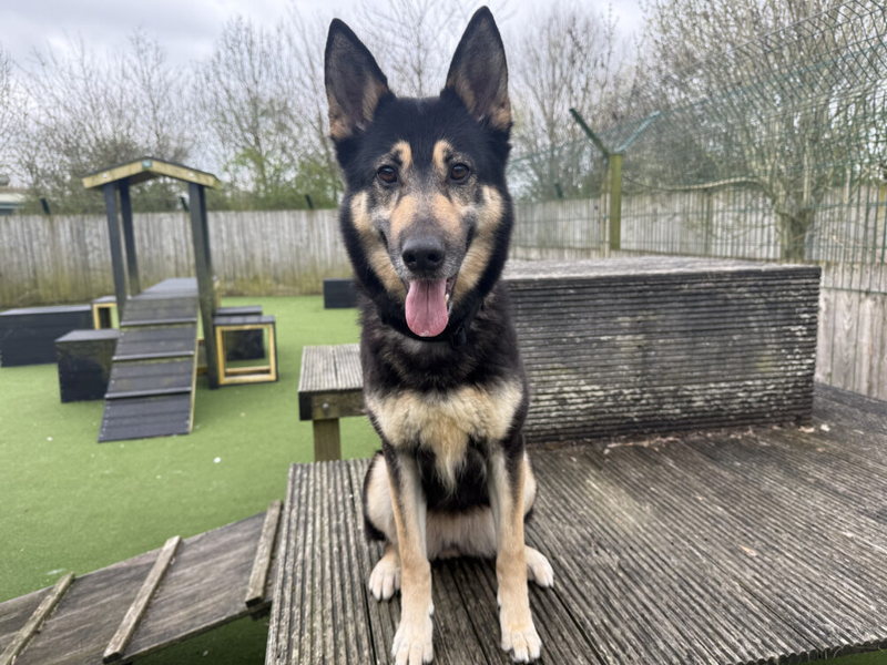 Harley - Image 2 of 3