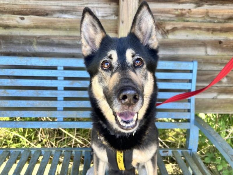 undefined | German Shepherd Dog Cross | undefined - 8