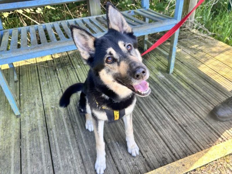 Harley | German Shepherd Dog Cross | Loughborough - 1