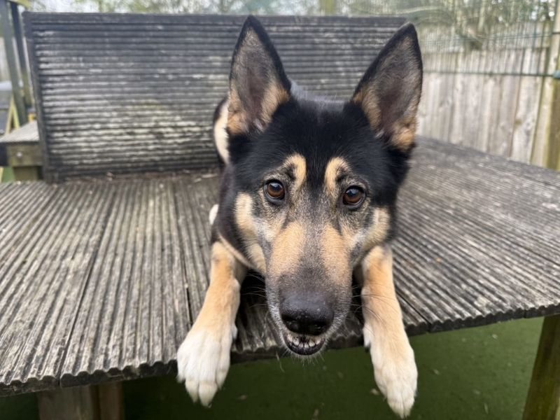 undefined | German Shepherd Dog Cross | undefined - 5