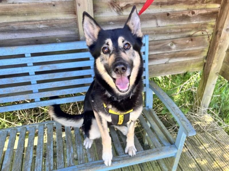 undefined | German Shepherd Dog Cross | undefined - 2