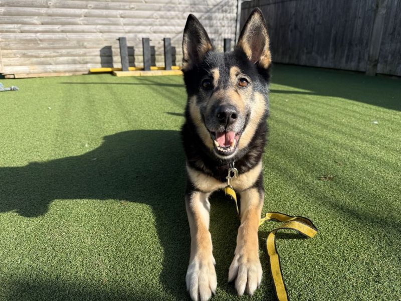 undefined | German Shepherd Dog Cross | undefined - 4