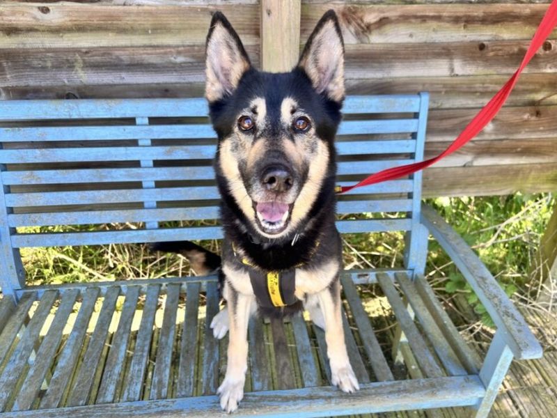 undefined | German Shepherd Dog Cross | undefined - 7