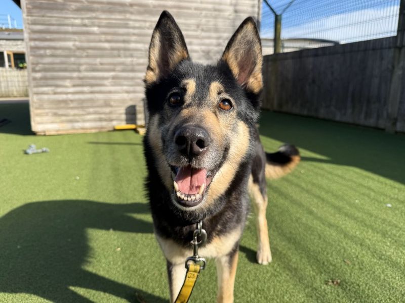 undefined | German Shepherd Dog Cross | undefined - 3