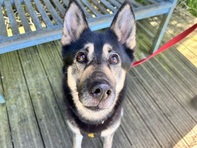undefined | German Shepherd Dog Cross | undefined - 6